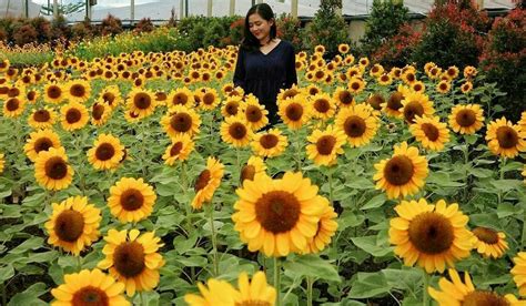 Tempat wisata di jogja dapat terbilang unik, hits dan instagramable. Kebun Bunga Matahari di Paris van Java, Bandung. Destinasi ...