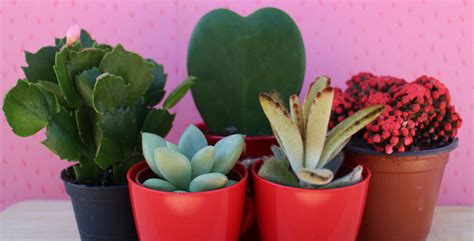 No se recomienda emplear productos orgánicos, ya que causan un efecto mínimo en estas plantas. Trucos y consejos para el cuidado de los cactus | La ...