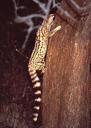 Перевод слова angolan, американское и британское произношение, транскрипция. Angolan genet - Wikipedia