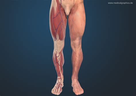 Tendon function, arm, hand tendons tennis leg and achilles tendonitis: Leg Tendon - Shin Splints | Causes, contributing factors ...