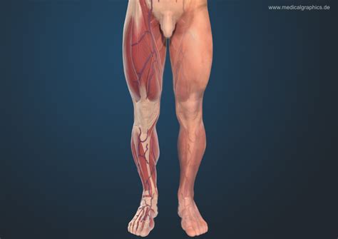 The quads are a group of four muscles that comprise the bulk of the muscle on the front of the thigh. Front Leg Musclevtendon : Patellofemoral Pain Syndrome ...