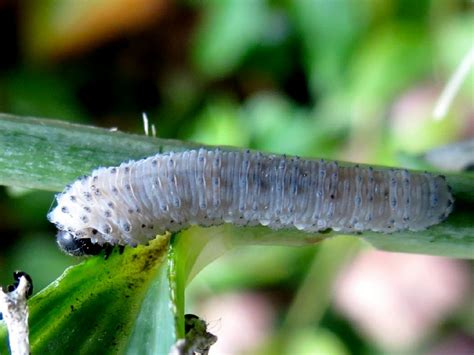 We did not find results for: Solomons-seal Sawfly - Phymatocera aterrima | NatureSpot