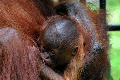 Pernikahan hewan dengan manusia !!!! Foto: Kelahiran Bayi Orangutan Kalimantan - Ragam ...