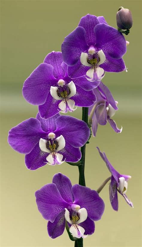 Tra le tante varietà che esistono per realizzare l'orchidea all'uncinetto occorre preparare: Come coltivare con successo le Orchidee | Fiori insoliti ...