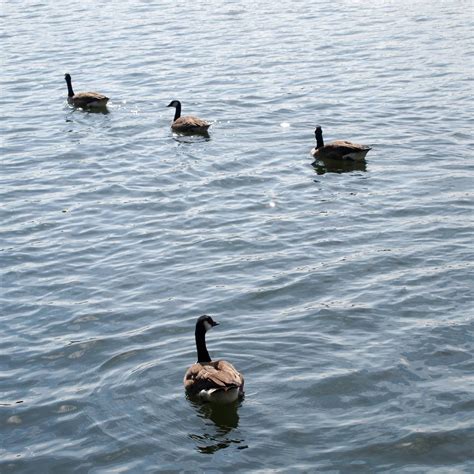 Maybe you would like to learn more about one of these? Tote Enten in der Niers gefunden - Welle Niederrhein