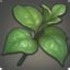 The rotations below come from the gathering collectable guide. Pot Marjoram - Gamer Escape: Gaming News, Reviews, Wikis, and Podcasts