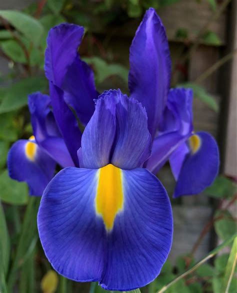 Wholesale flowers near me, florists near me open now, nearest florist shop, closest flower shop near me, flower wholesale market near me, find we are a prominent cash & carry wholesale flowers supplier plus indoor & outdoor plants and sundries.we deliver fresh quality products from. Iris Flower in 2020 | Iris flowers, Flowers for sale ...