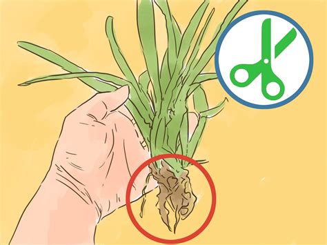 Aloe vera requires very little effort in terms of pruning and trimming. How to Trim an Aloe Vera Plant: 7 Steps (with Pictures ...