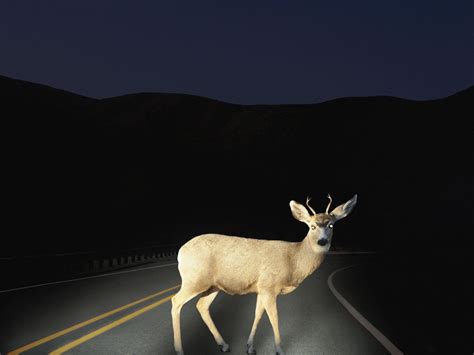 This is because striking a deer is considered a no fault type loss. Do Deductibles Apply to Deer Car Accidents?