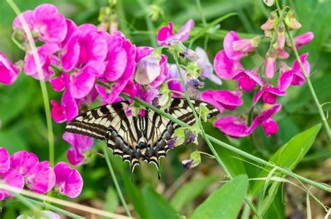 Die stilvolle pergola aus holz ist eine großartige, dekorative ergänzung zu ihrem garten und zu jedem anderen außenbereich. Insektenfreundliche Kletterpflanzen für den Garten ...