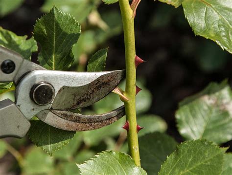 Das schneiden von rosen ist wichtig und gar nicht so schwer [foto: Rosen schneiden - Anleitung für einen richtigen Rückschnitt