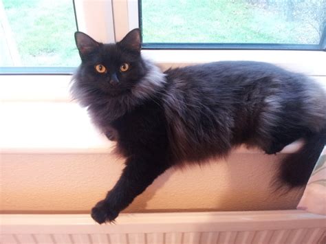 Maybe you would like to learn more about one of these? Is my cat a Solid black Ragdoll? | TheCatSite