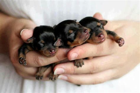 New born rottweiler puppies and mother rottweiler protecting her puppies from father rottweiler. Pin by Best Molosser Dog Breeds on Rottweiler | Newborn puppies, Cute baby animals, Baby animal ...