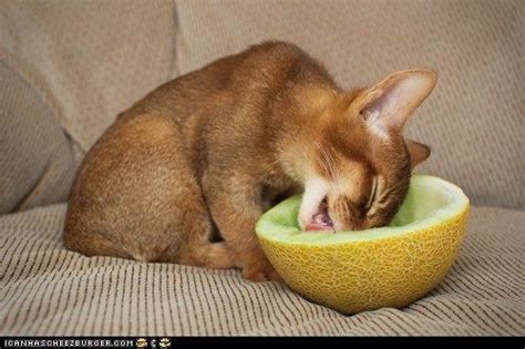It's one among countless young brands that are using the subscription model to bring something new to an essential product. melon? | Abyssinian cats, Food animals