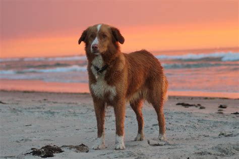 The nova scotia duck tolling retriever is eager to work for its handlers, so training is usually straightforward. Nova scotia duck tolling retriever Saga - Billeder af ...