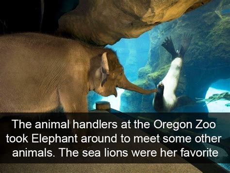 Collection by shelley *clean* funny pics broadway. 50 Funny Animal Snapchats That Will Leave You With The ...