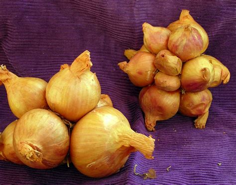 (onion, pregnant) bulbous perennial succulent to 18 inches, native to south africa. Yellow Potato Onion