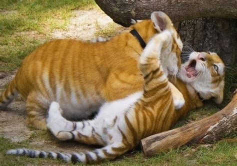 The golden tabby tiger is an extremely rare colour variation of this exquisite wild cat, and not a separate subspecies. Wild Spirits of Nature: Strawberry Tabby Tiger(Golden Tiger)