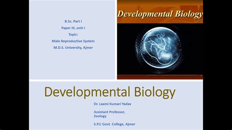 There is a close link throughout with the development of the urinary system. Male reproductive organ - YouTube