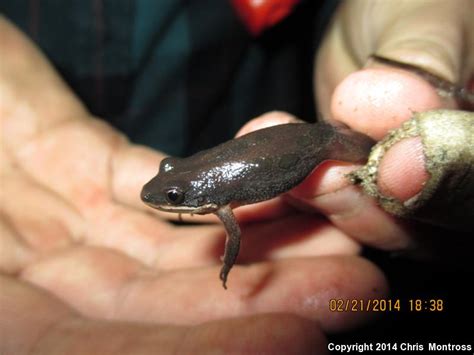 They are associated with freshwater habitat. Southern Chorus Frog (Pseudacris nigrita)