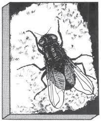 The fly has variable stereo from the head to the thorax and contains disparity values from about 700 to 400 seconds of arc. Cátedra N° 08 - Test de sensorialidad