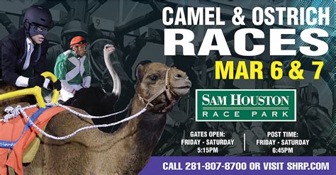 This whole thing has been spearheaded by fonner park's new chief operating officer chris kotulak, better known in these. Camel & Ostrich Races at Sam Houston Race Park | 365 ...