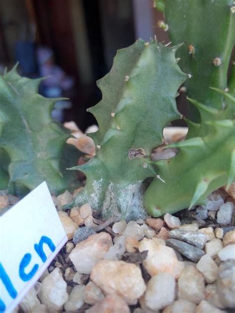 Cuando sabe que su muerte está cerca, probablemente deje de querer comer, o de querer beber; ¿Mi cactus tiene plaga? URGENTE