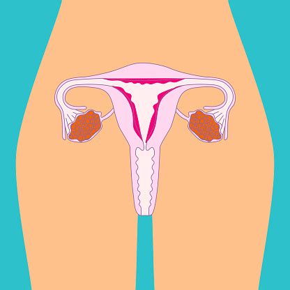 This article looks at female body parts and their functions, and it provides an interactive diagram. Uterus Illustration Human Internal Organs Vector ...