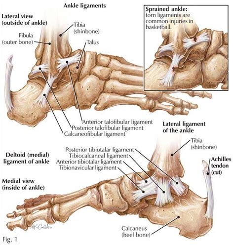 Serious osteopath massaging the knee of a patient. Anatomy Foot/Lower Leg - Physician Assistant 2014 with Lockwood at University of Bridgeport ...