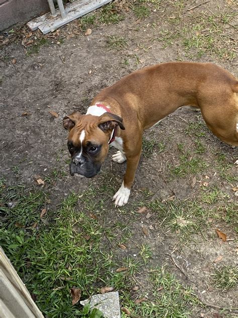 Your boxer puppy should be given a tour of the home. Boxer Puppies For Sale | Jacksonville, NC #339219