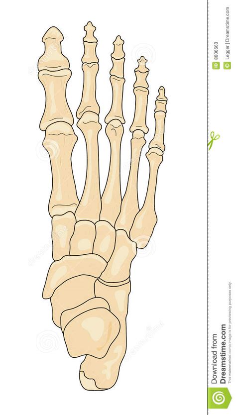 Diagram of blood and nerve supply to bone. Right foot (superior view)