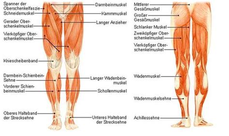 Vor dem workout sollte zudem immer ein gründliches aufwärmen der muskulatur stehen, um verletzungen zu vermeiden. Wie muss ich den inneren oberschenkelmuskel trainieren ...