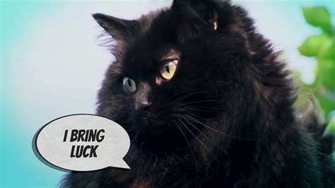 Check spelling or type a new query. Black Cat Superstitions - YouTube