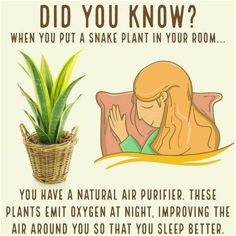 These plants also possess the quality of releasing oxygen at night, provided that they are needed to be watered a lot. Snake plant in bedroom | Plant health, House plants, Plants