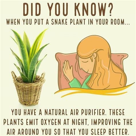 These plants also possess the quality of releasing oxygen at night, provided that they are needed to be watered a lot. Snake plant in bedroom | Plant health, House plants, Plants