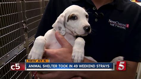 Maybe you would like to learn more about one of these? Situation "frustrating" as Clarksville animal shelter ...