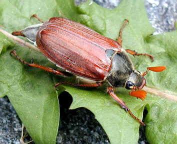 De meikever of gewone meikever (melolontha melolontha) is een insect uit de orde kevers (coleoptera) en de familie bladsprietkevers (scarabaeidae). Meikever afbeelding - Insect Consultancy