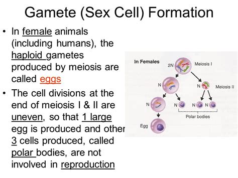 We did not find results for: Haploid female sex cell produced by meiosis. What is ...