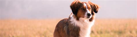 Veterinarian in waterloo, ia | pawsitive pet care. Veterinarians in Flatwoods | Colonial Animal Clinic