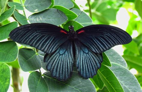 Photo about invertebrate, mormon, creature, cycle, larva, born, chrysalis, entomology, insect, antennae. Papilio Memnon Butterfly | Fun Animals Wiki, Videos ...