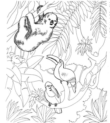 If you'd like to be notified about the next. Sloth and Two Toucans coloring page | Free Printable Coloring Pages | Zoo animal coloring pages ...