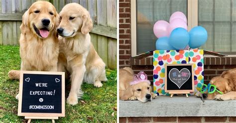 Cravings during pregnancy can be intense. Sweet Golden Retrievers Announce Pregnancy With Adorable ...