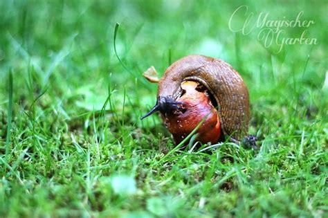 Ein von kellerasseln freier garten ist ein alarmzeichen. Magischer Garten: Das nackte Grauen