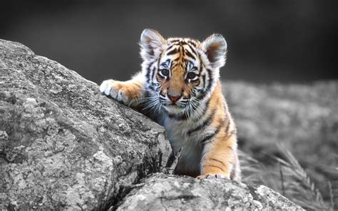 Full Screen HD Wallpapers - Top Free Full Screen HD ...