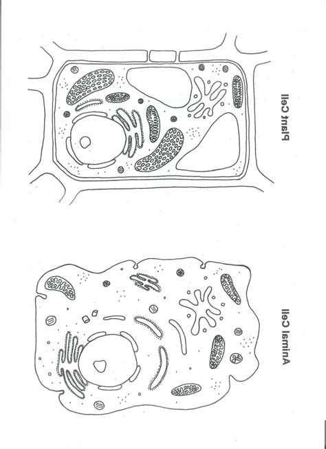 This means that animal cells must obtain nutrients from other sources, by eating plant cells or other animal cells. 20 Animal Cell Coloring Page | Plant and animal cells ...