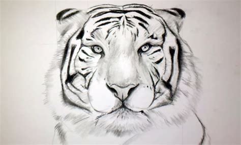 Comment dessiner tigresse dessins kawaii aussi facile est le thème de notre vidéo aujourd'hui dessiner tigresse étape par étape. dessin de tigre - Les dessins et coloriage