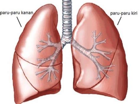 Vena kava superior, atrium kanan, injap trikuspid, vena kava inferior, ventrikel kanan, aorta, arteri pulmonari, vena pulmonari, atrium kiri, injap bikuspid, ventrikel kiri. 8 Fungsi Paru-paru pada Manusia