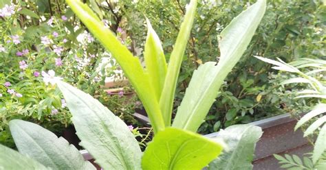 Bunga gantung bisa menjadi dekorasi yang tepat untuk mempercantik rumah. LAMAN DEPAN dan DAPURKU: Aster bunga kecil yg cantik.