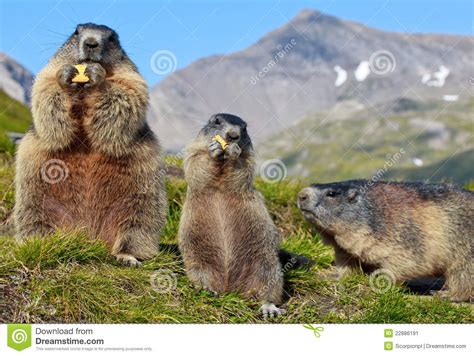 Those members of marmota most often referred to as marmots tend to live in mountainous areas. Marmota Alpestre (marmota Del Marmota) Imagen de archivo ...