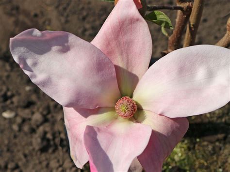 At the end of daybreak. Magnolie 'Daybreak' - Magnolia 'Daybreak' - Baumschule ...